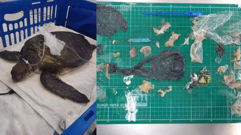 Necropsia revela quantidade alarmante de plástico ingerida por tartaruga em SC