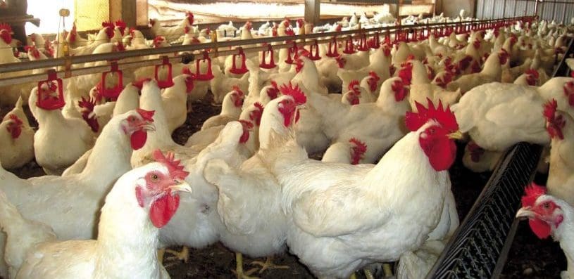 Gripe aviária: Governo decreta emergência zoossanitária em SC
