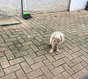Vídeo: polícia resgata cachorro em situação de maus-tratos em Brusque