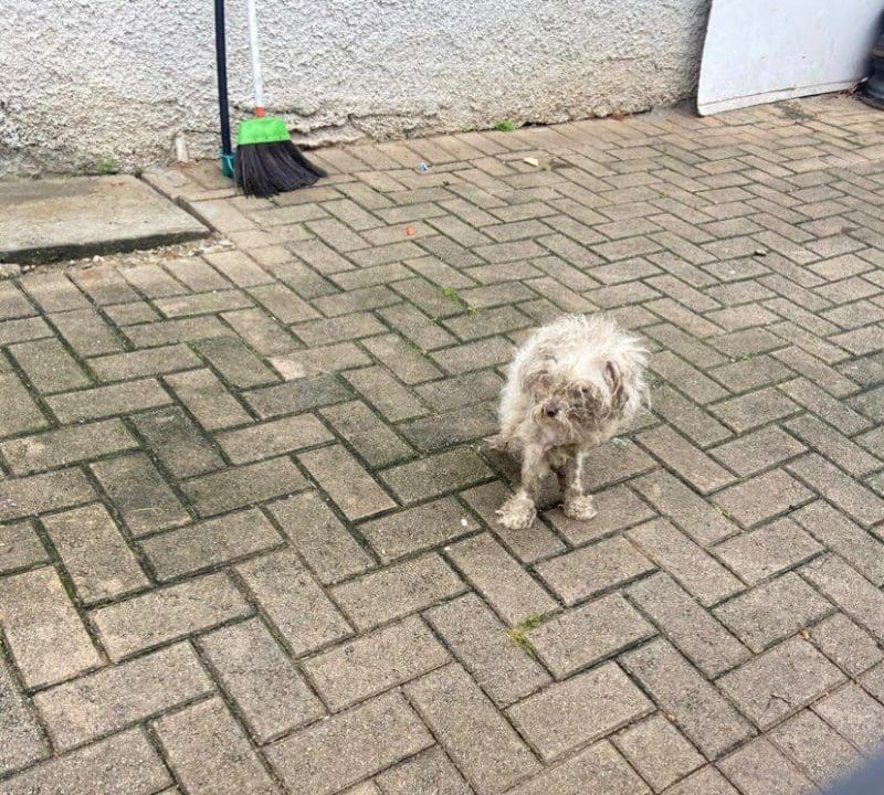 Vídeo: polícia resgata cachorro em situação de maus-tratos em Brusque
