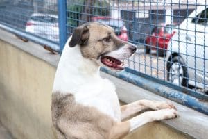 Abertas inscrições para 21º Mutirão de Castração de Cães e Gatos