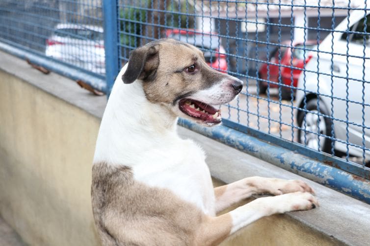 Abertas inscrições para 21º Mutirão de Castração de Cães e Gatos