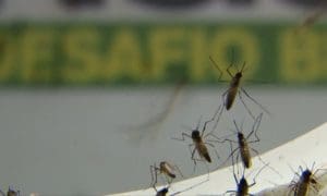 Brusque chega a 121 casos confirmados de dengue