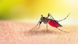 Dengue: Santa Catarina registra 84 mortes decorrentes da doença