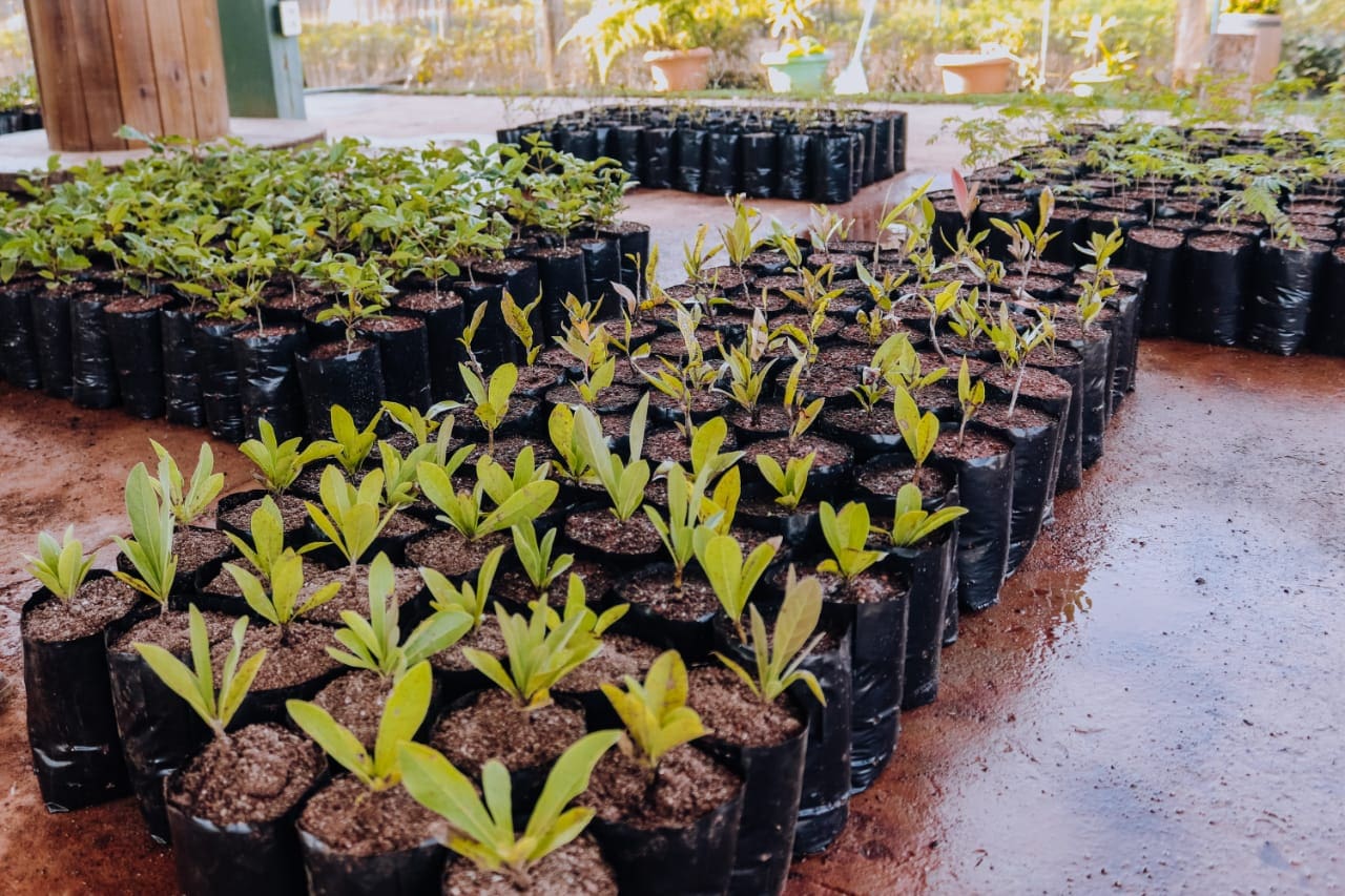 Feira de mudas frutíferas acontece nesta quinta  e sexta em São João Batista