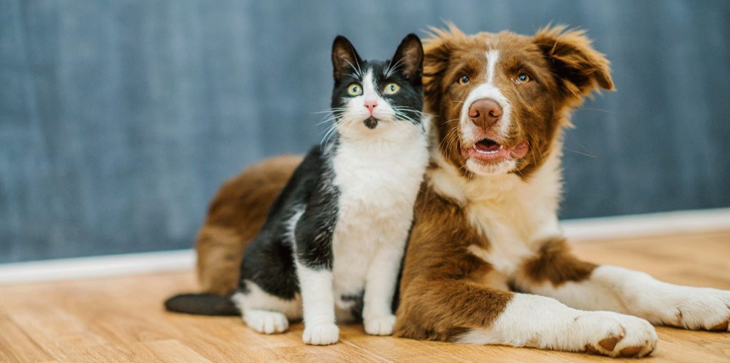 Pets também podem doar sangue e salvar vidas