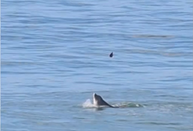 Guerra com o Irã avança e ameaça vida marinha no Golfo Pérsico