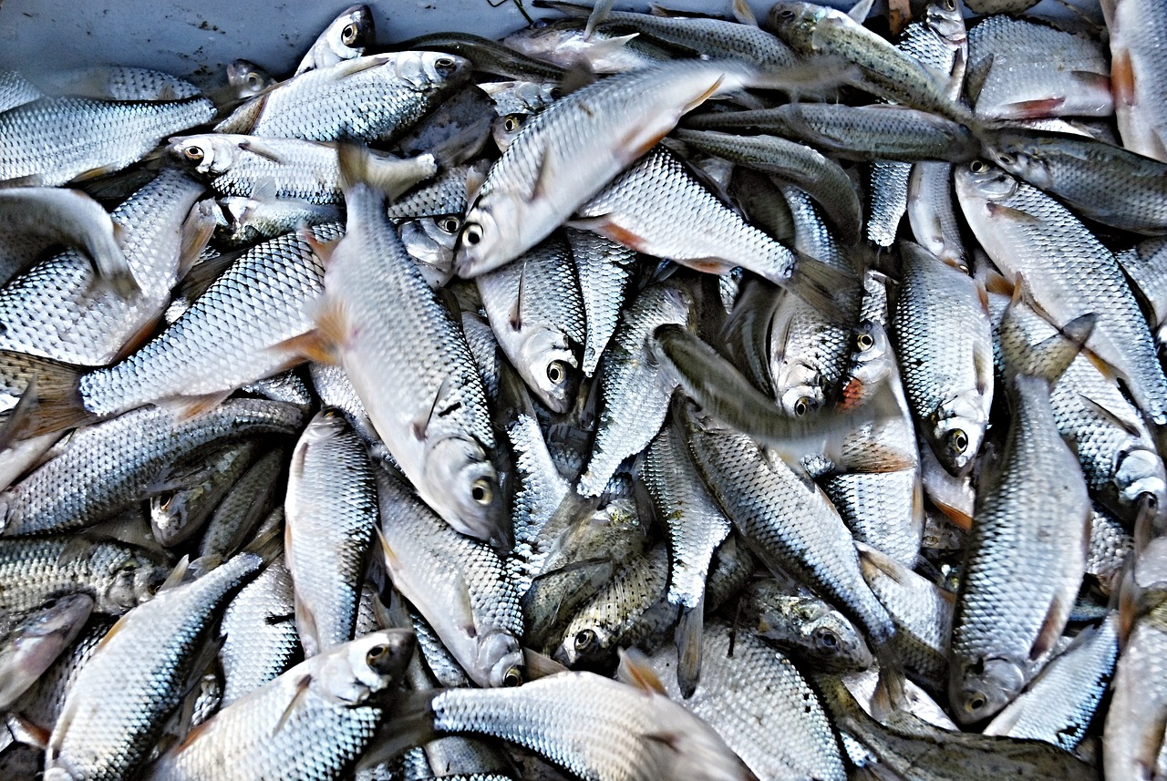 Aberto o cadastramento de restaurantes para a Semana do Pescado em Itajaí