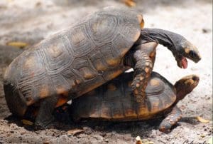 Sexo animal: confira seis curiosidades sobre a reprodução dos bichos