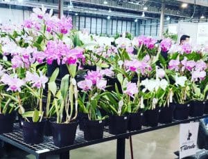 Blumenau recebe tradicional festa das orquídeas a partir desta quarta