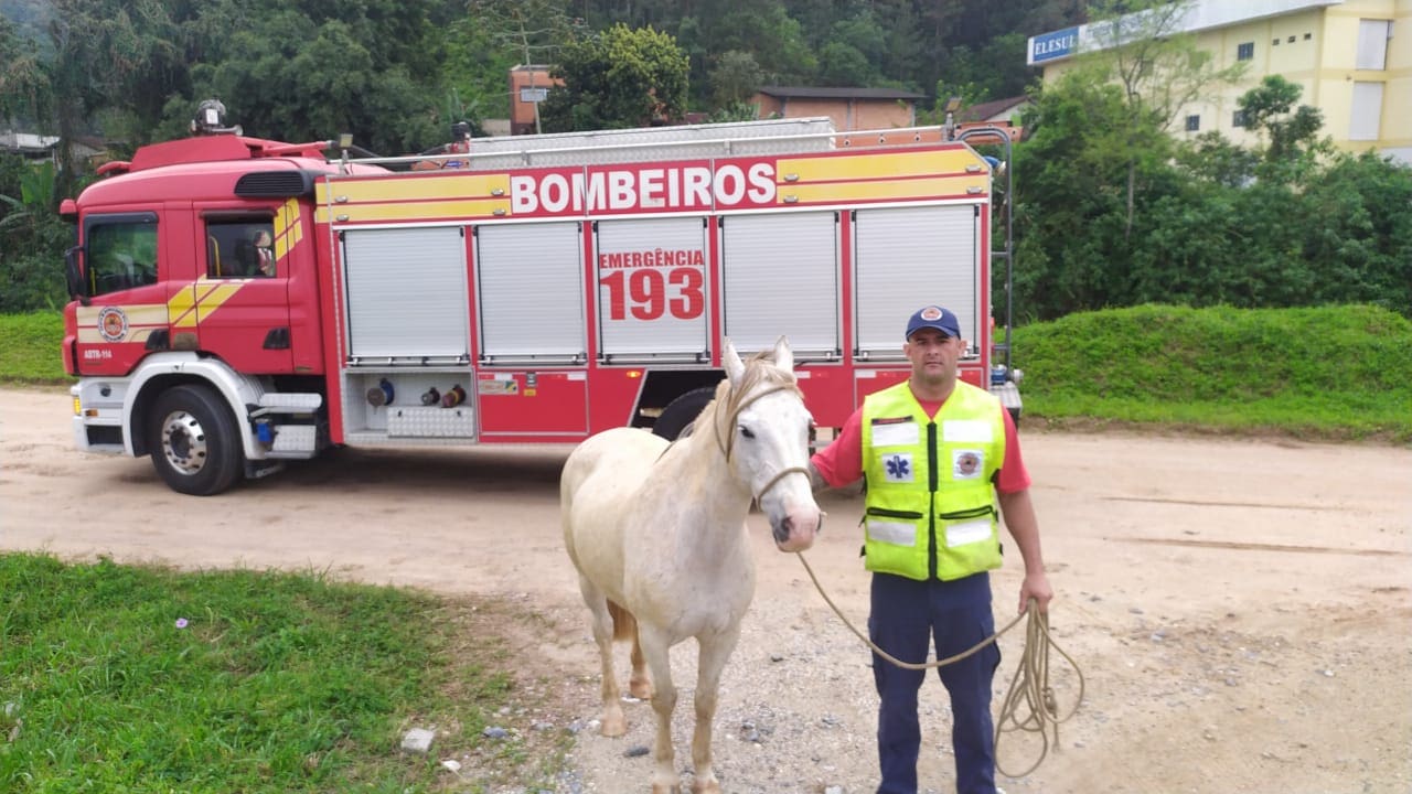 Cavalo solto na Beira Rio é resgatado pelo Corpo de Bombeiros em Brusque