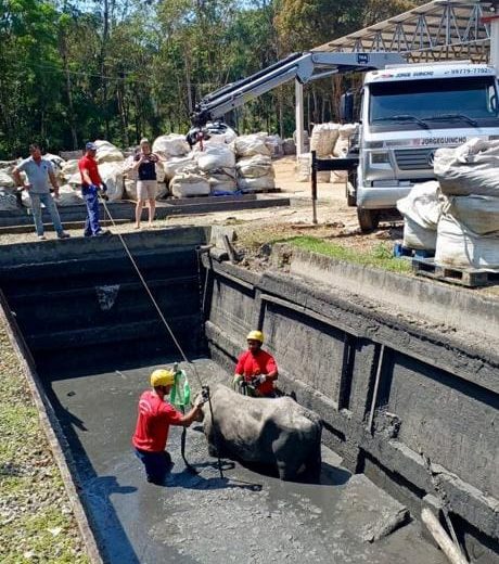 Vídeo: vaca cai em tubulação e é resgatada por bombeiros em Brusque