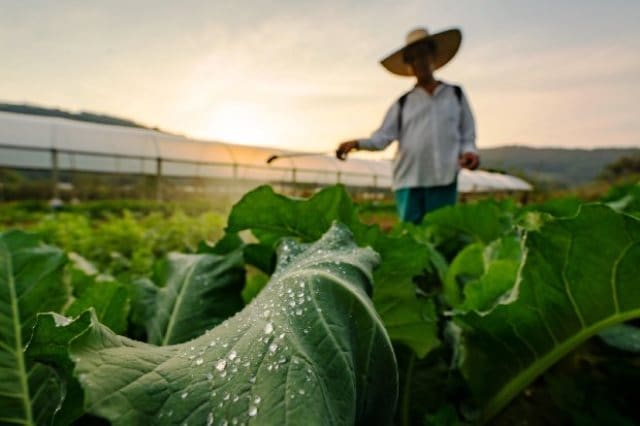 Secretaria de SC da Agricultura e Pecuária incentiva o cultivo de cereais de inverno