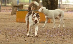 Inscrições abertas para Mutirão de Castração de Cães e Gatos em Nova Trento