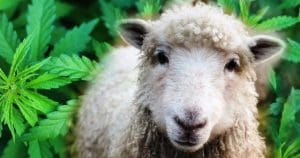 Ovelhas devoram plantação de maconha e saem “pulando mais que cabras”