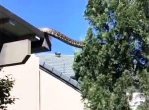 Cobra gigante de cinco metros no telhado assusta morador; saiba onde foi