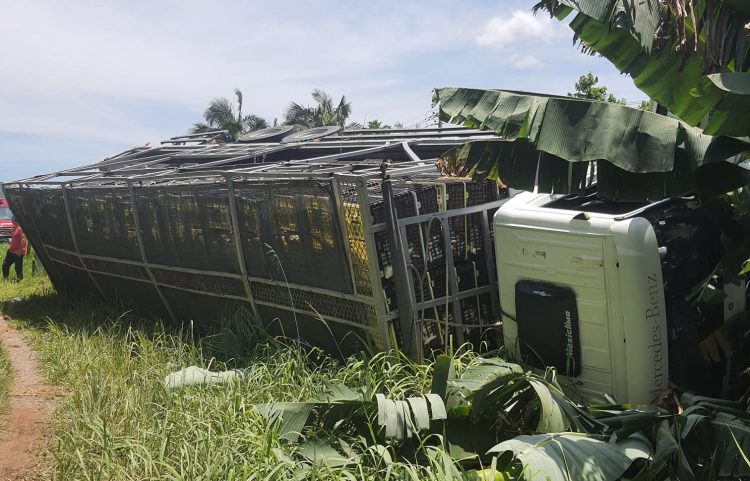 Caminhão com carga viva sai da pista e tomba às margens da BR-470