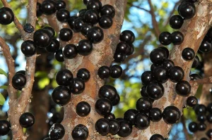 Jabuticaba é eleita segunda melhor fruta do mundo em ranking mundial
