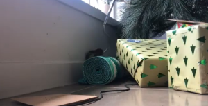 Vídeo: cobra altamente venenosa se esconde em árvore de Natal de família