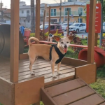 Itajaí Pet Friendly: portal com dicas para os ‘aumiguinhos’, temos!