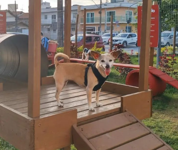 Itajaí Pet Friendly: portal com dicas para os ‘aumiguinhos’, temos!