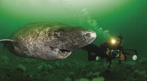 Animal mais velho do mundo, tubarão com 518 anos faz aparição rara