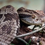 Jararaca invade casa no Campeche e mobiliza resgate