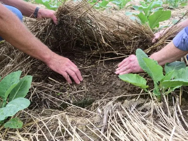 Sistema de plantio evita perdas nos cultivos por causa do calor em SC