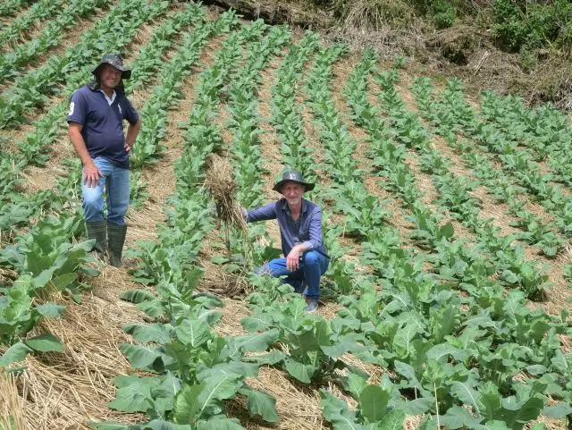 Sistema de plantio evita perdas nos cultivos por causa do calor em SC