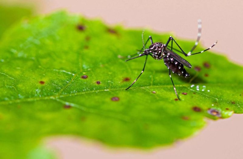 Brusque registra mais de 20 casos de dengue em 2024