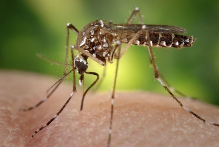 Brusque ultrapassa 270 casos de dengue em 2024