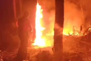 Bombeiros combatem incêndio florestal em área de pinus no Norte de SC