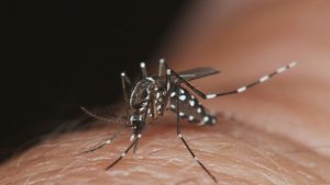 Número de mortes por dengue em SC chega a 28; 13 em investigação