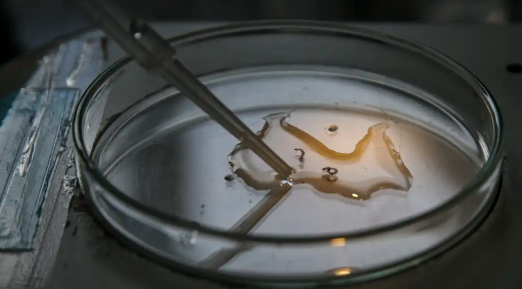 Dengue: com aumento de 390% de casos, SC foca na prevenção