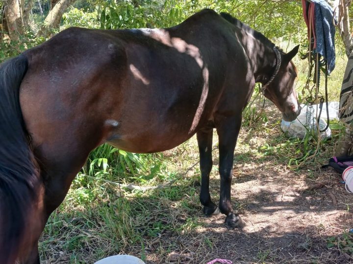 Brusque: cavalo é morto e égua é resgatada em situação degradante