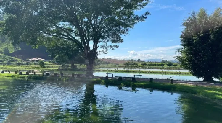 Comerciantes de Gaspar apostam no comércio de peixes na semana santa