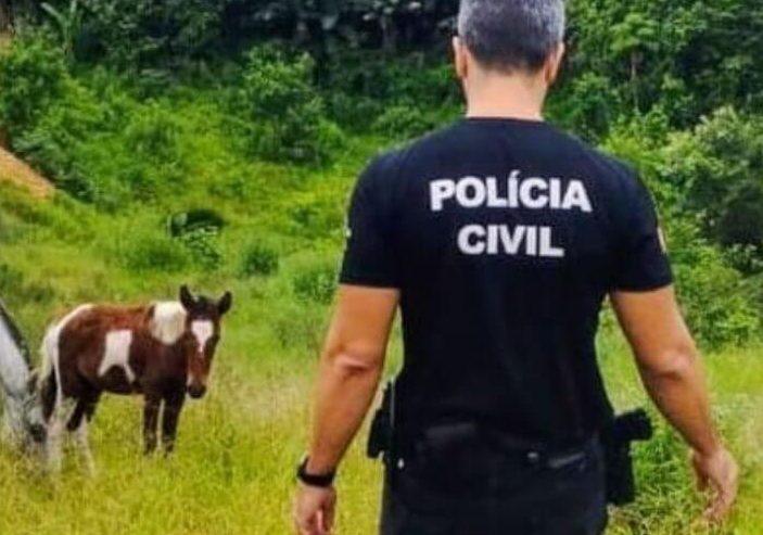 Brusque: cavalos são resgatados depois de denúncia anônima