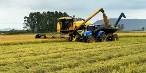 Safra do arroz em SC deve superar os 1,2 milhão de toneladas