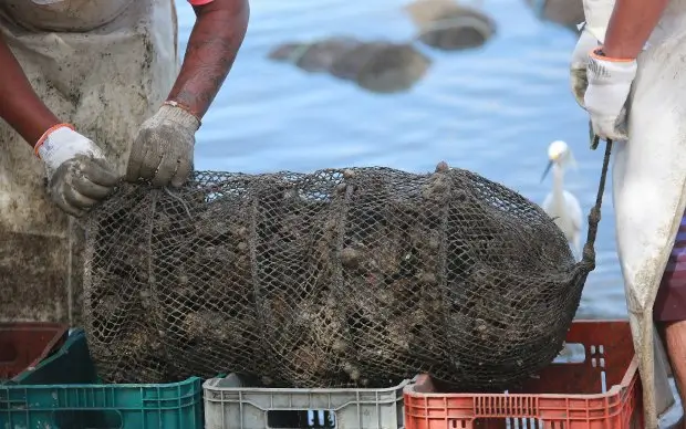 SC interdita cultivo de moluscos em Bombinhas e Florianópolis