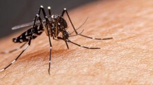 Balneário Piçarras confirma segunda morte por dengue