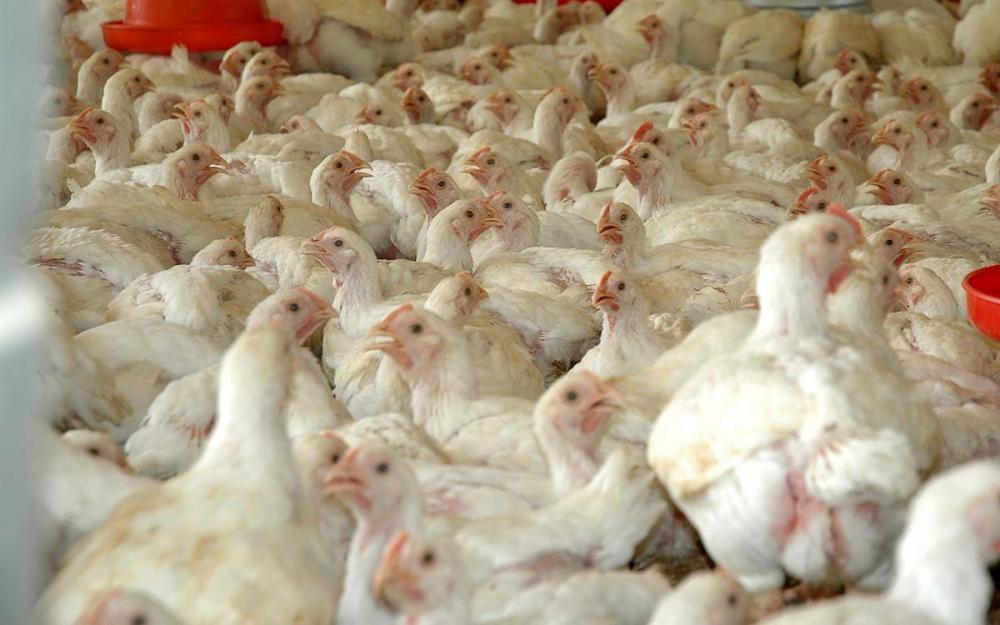Governo do Estado renova decreto de emergência para gripe aviária