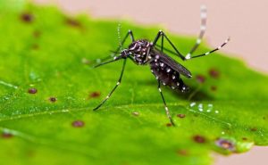 SC tem mais de 100 mortes por dengue no ano; maior número já registrado