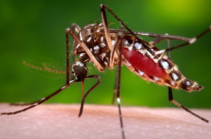 Blumenau enfrenta crescimento de casos de dengue; confira boletim