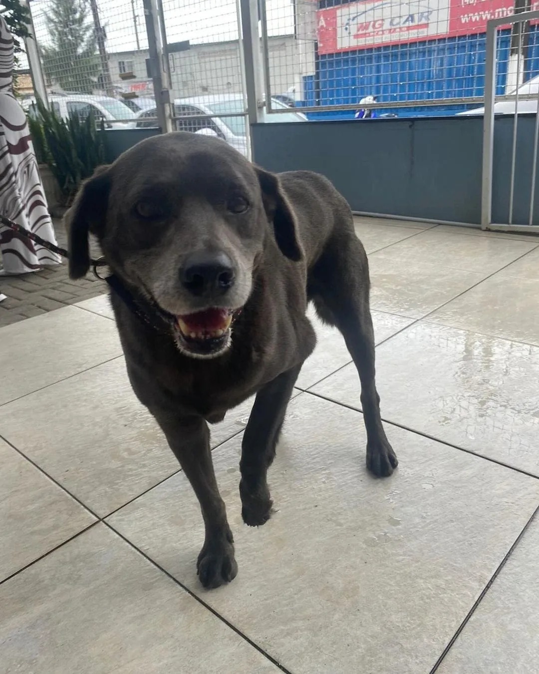 Dibea de São José resgata 11 cães abandonados no Contorno Viário