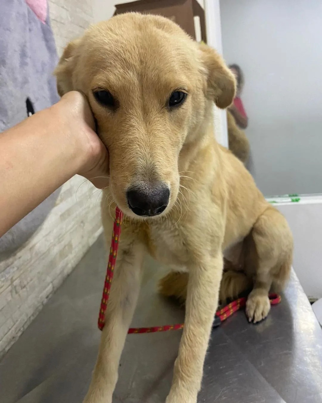Dibea de São José resgata 11 cães abandonados no Contorno Viário