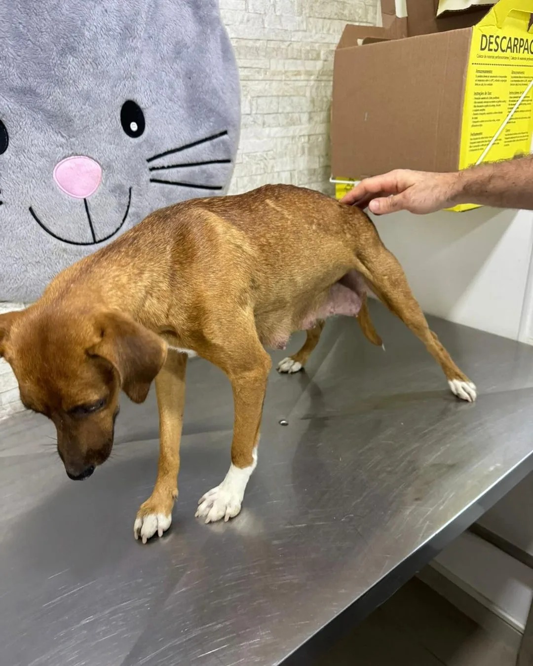 Dibea de São José resgata 11 cães abandonados no Contorno Viário