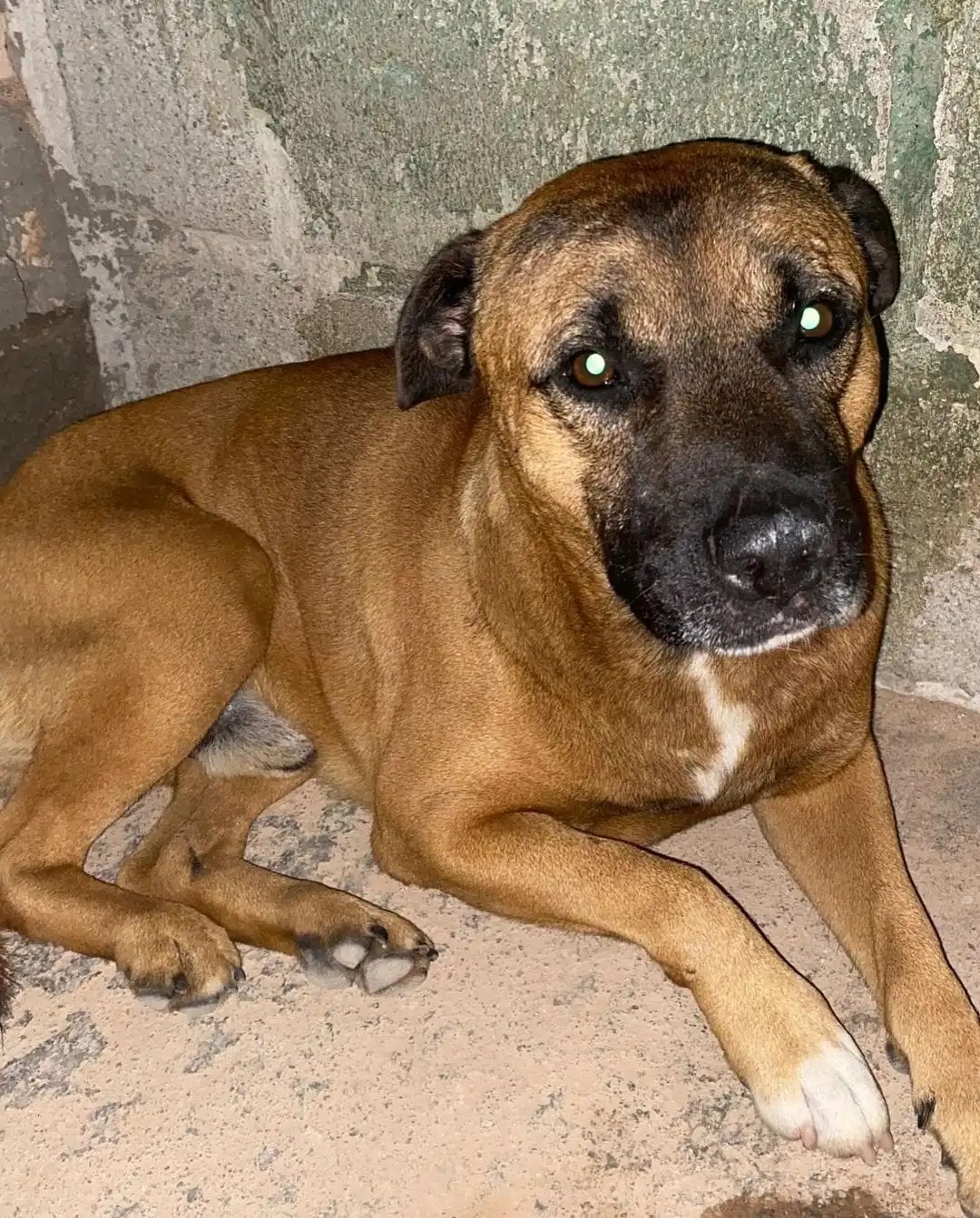 Dibea de São José resgata 11 cães abandonados no Contorno Viário