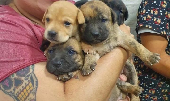 Dibea de São José resgata 11 cães abandonados no Contorno Viário