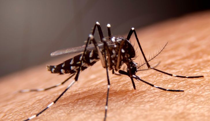 Balneário Camboriú registra segunda morte por dengue