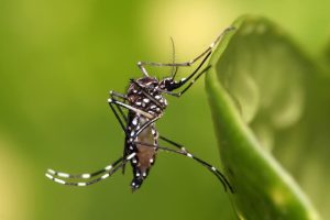 Alerta epidemiológico: 350 mil casos prováveis da dengue em SC